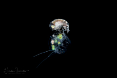 Scyphozoa  - Coronatae - Nausithoe maculata with Hyperiid Amphipod