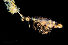 Shrimp