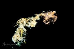 Shrimp