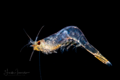 Shrimp