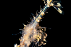 Shrimp