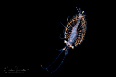 Shrimp