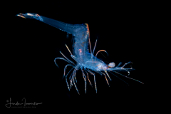 Shrimp - Probably Pandaloidea Superfamily