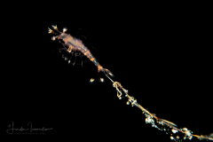 Shrimp