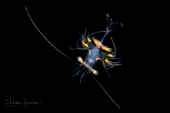 Shrimp