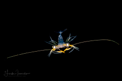 Shrimp