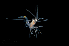 Shrimp