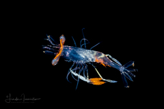 Shrimp