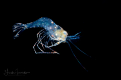 Shrimp