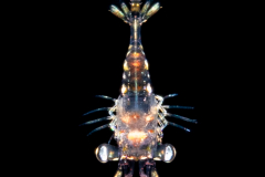 Shrimp