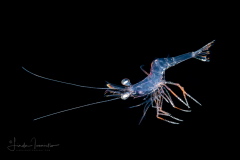Shrimp
