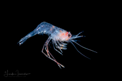 Shrimp