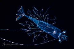Caridean Planktonic Shrimp - Amphionididae Family - Amphionides reynaudii