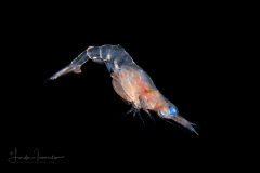 Shrimp