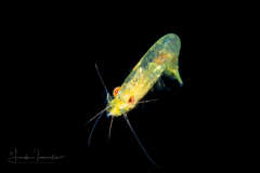 Shrimp