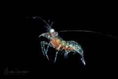 Shrimp