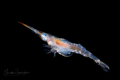 Shrimp
