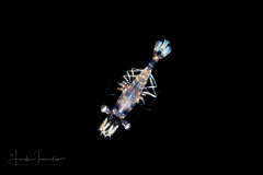 Shrimp