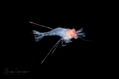 Shrimp