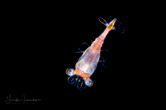 Shrimp