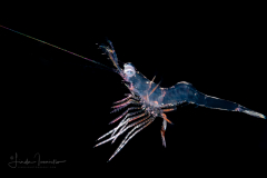 Shrimp