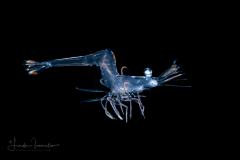Shrimp