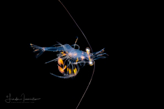 Shrimp