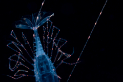Caridean Planktonic Shrimp - Amphionididae Family - Amphionides reynaudii