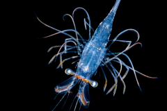 Shrimp