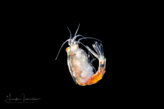 Shrimp