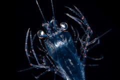 Caridean Planktonic Shrimp - Amphionididae Family - Amphionides reynaudii