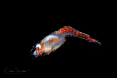 Shrimp
