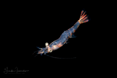 Shrimp