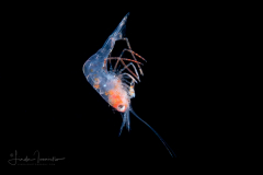 Shrimp