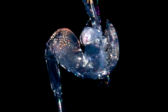 Shrimp ?