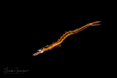 Shrimp