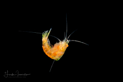 Shrimp