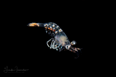 Shrimp