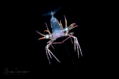 Shrimp