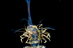 Shrimp
