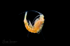 Shrimp