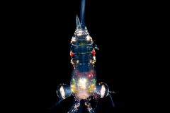 Shrimp