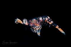 Shrimp