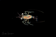 Shrimp