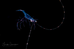 Caridean Planktonic Shrimp - Amphionididae Family - Amphionides reynaudii