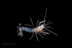 Shrimp  - Axiidae Family - Possibly Axiopsis sp.