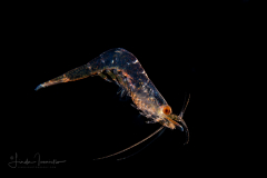Shrimp - Disciadidae Family - Discias sp. - Rare