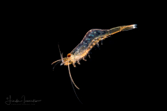 Shrimp - Disciadidae Family - Discias sp. - Rare