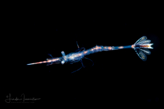 Shrimp - Hippolytidae Family