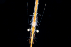 Shrimp - Hippolytidae Family  - Juvenile Tozeuma serratum